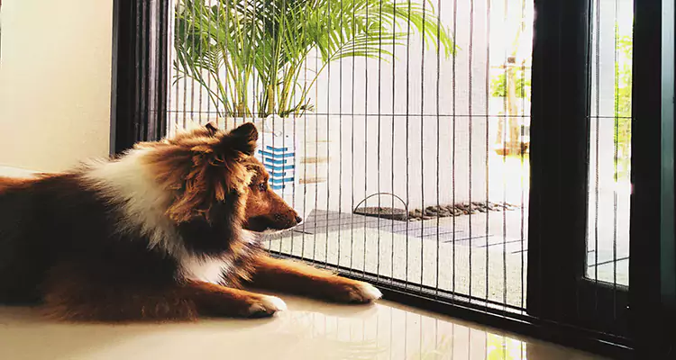 Sliding Screen Pet Door Repair in Keystone, FL