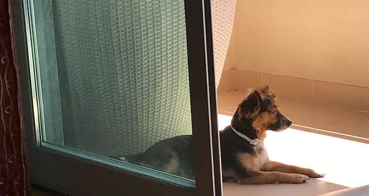 French Door Pet Screen Repair in Keystone, FL